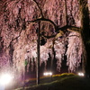 夜桜