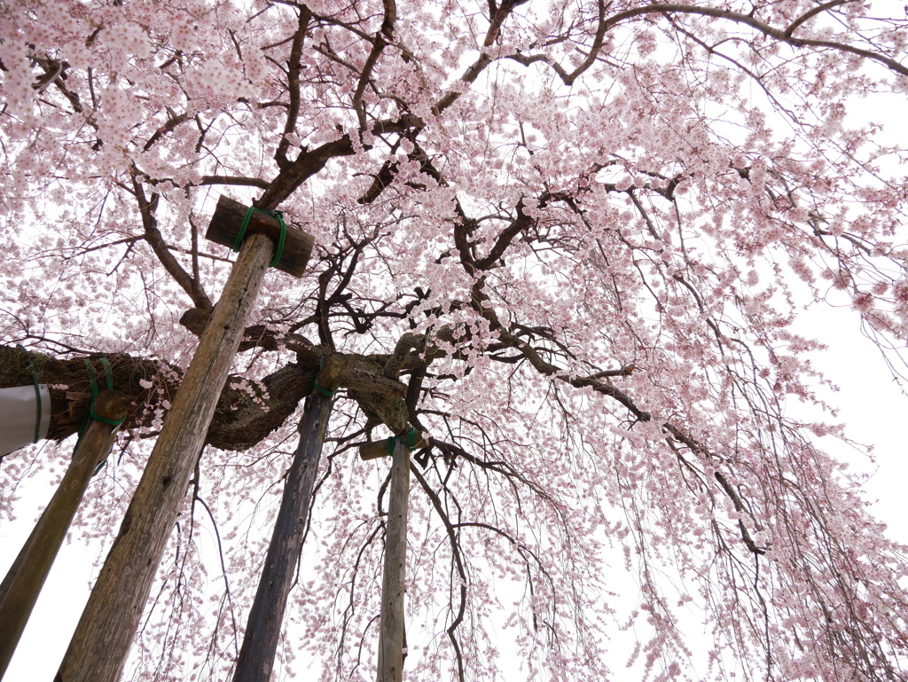 一本桜
