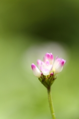 野の花