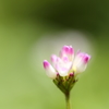 野の花