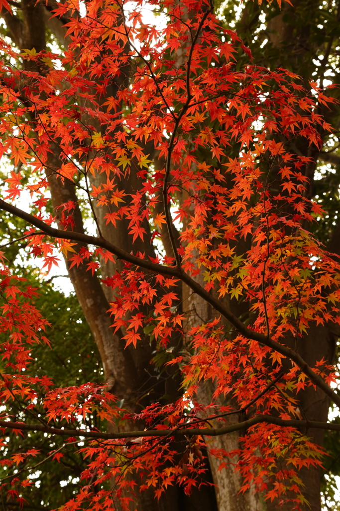 紅葉を纏う