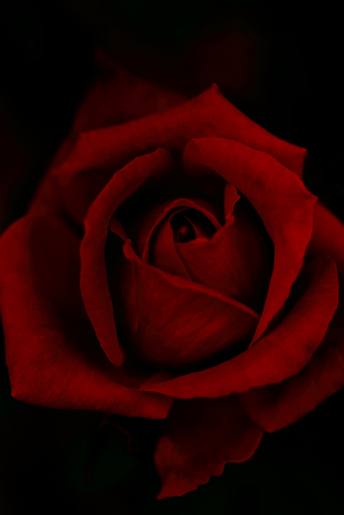 薔薇
