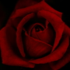 薔薇