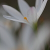 白い花