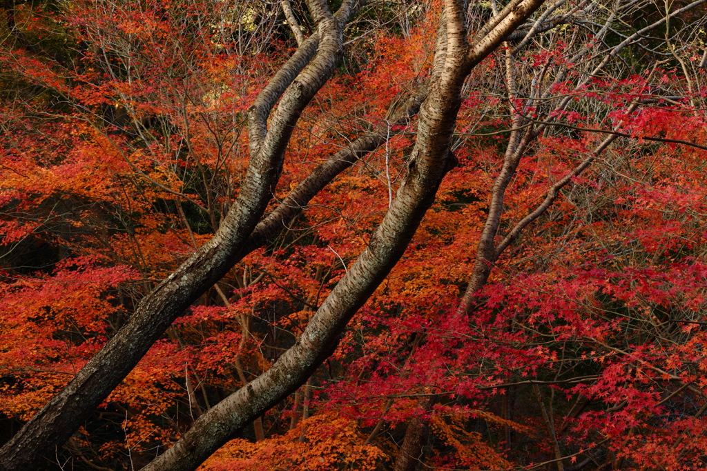 紅葉に囲まれて春を待つ