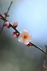 白梅