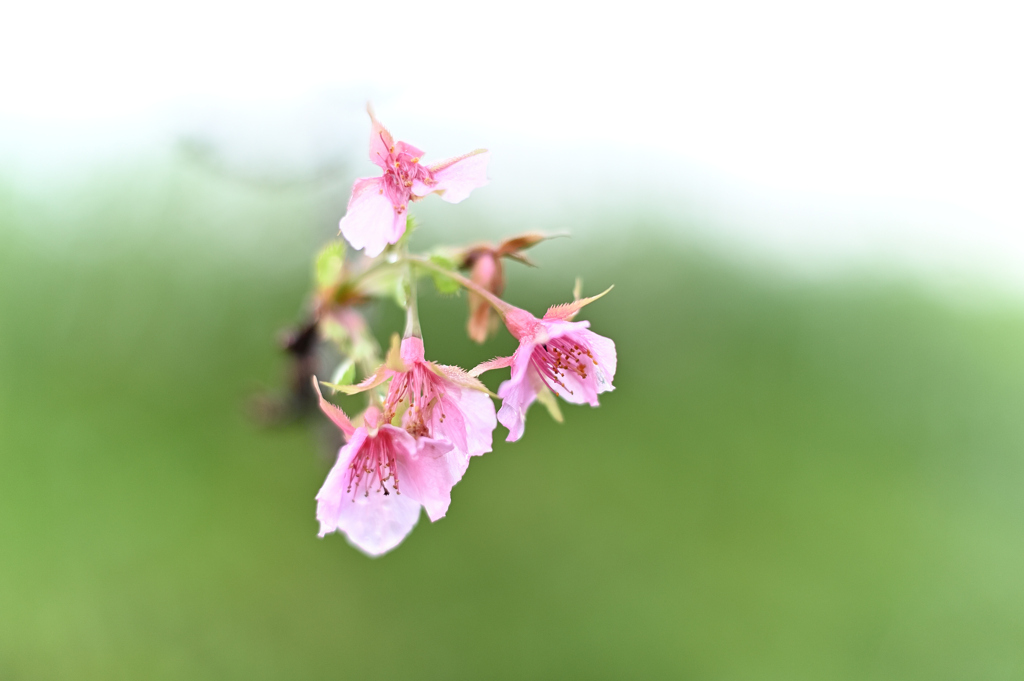 十月桜