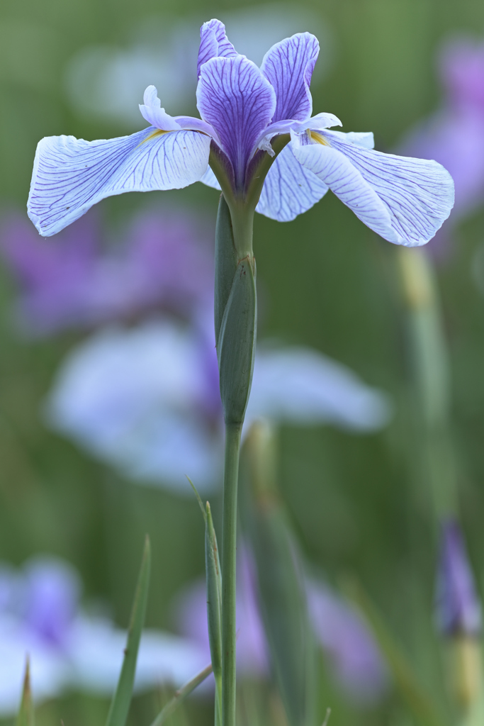 花菖蒲