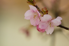 河津桜