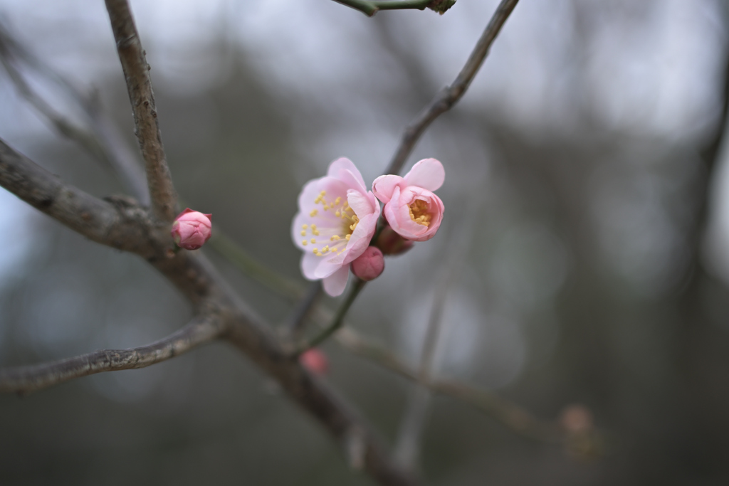 梅ふふむ