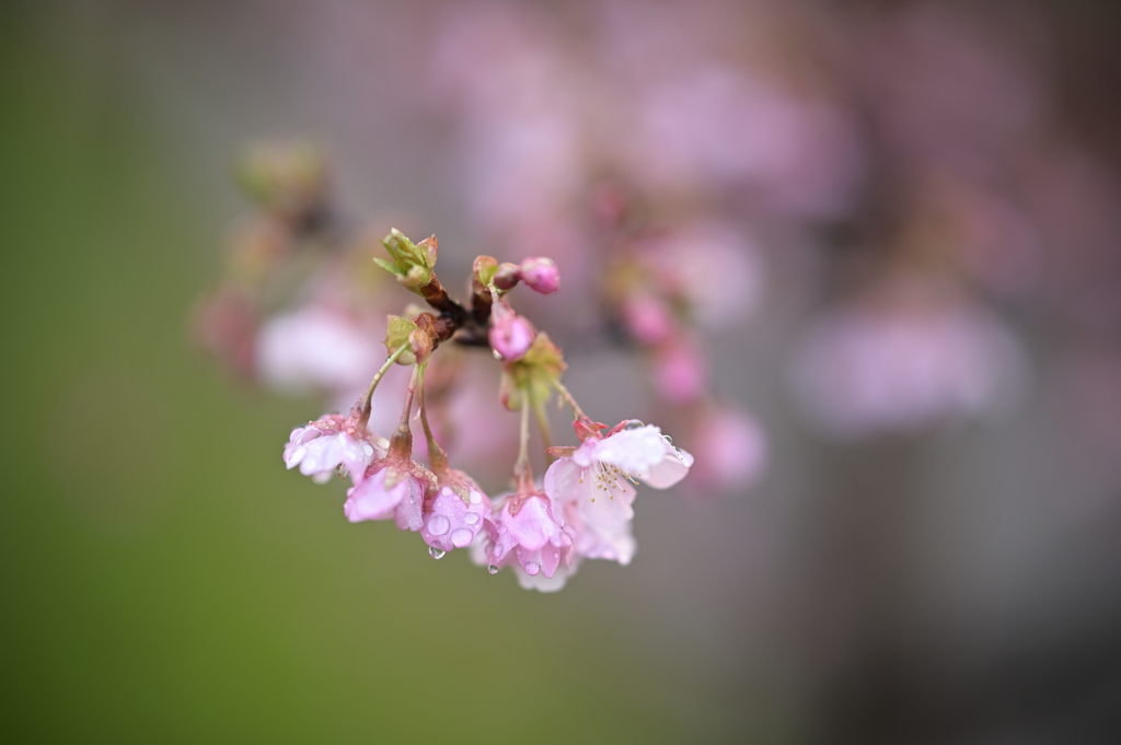 河津桜③