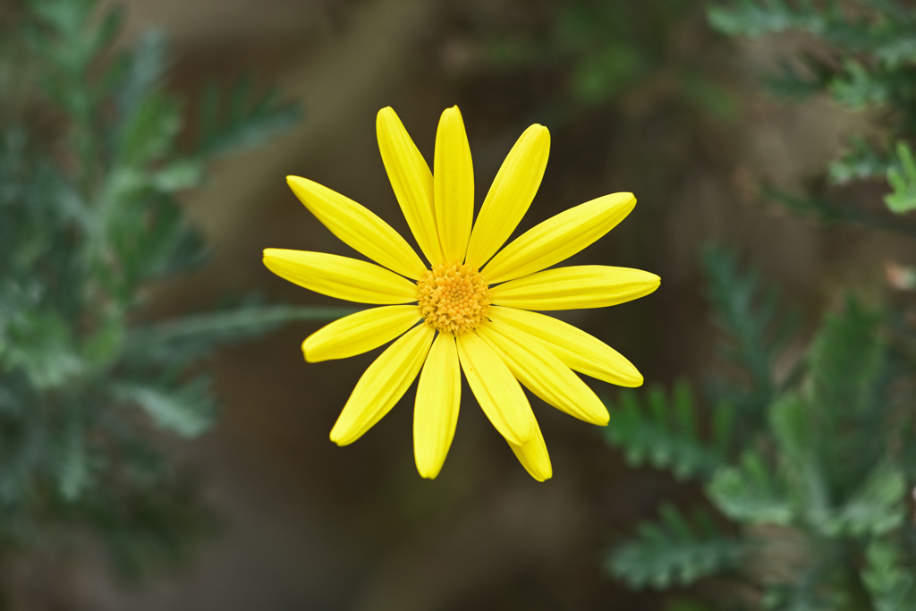 ユリオプスデージー