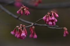 寒緋桜②