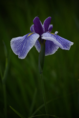 花菖蒲