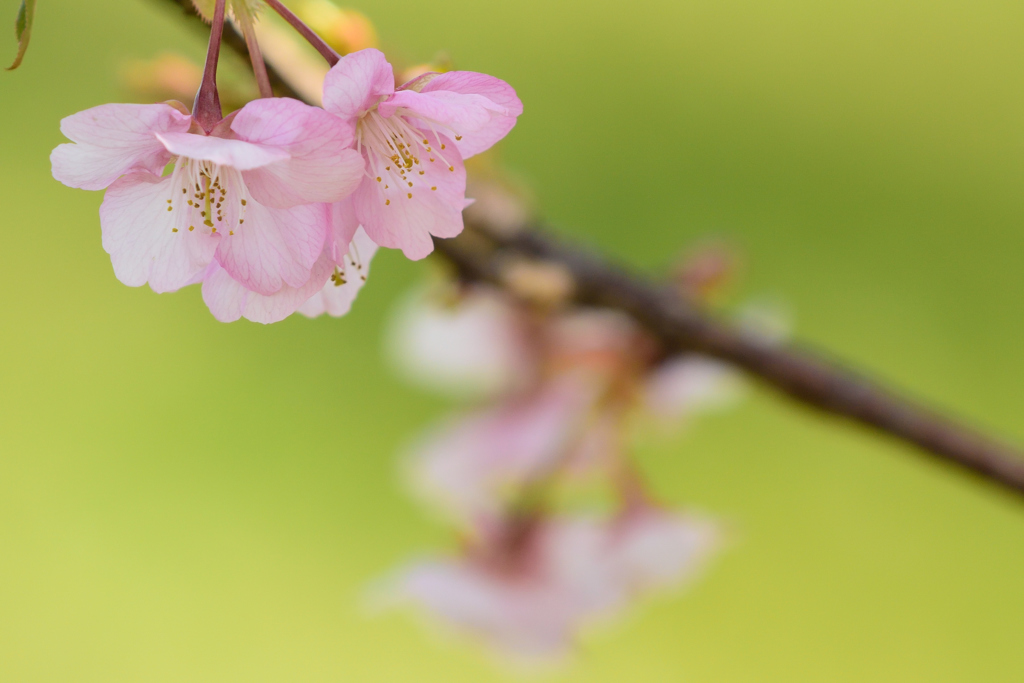 河津桜