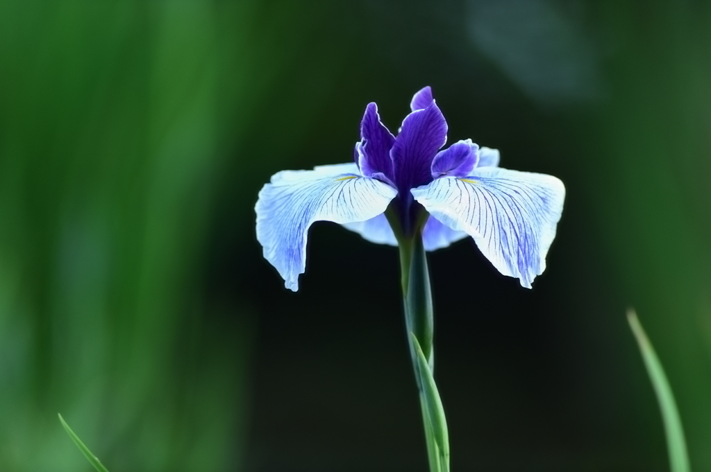 花菖蒲 2017