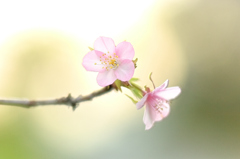 十月桜