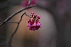 寒緋桜