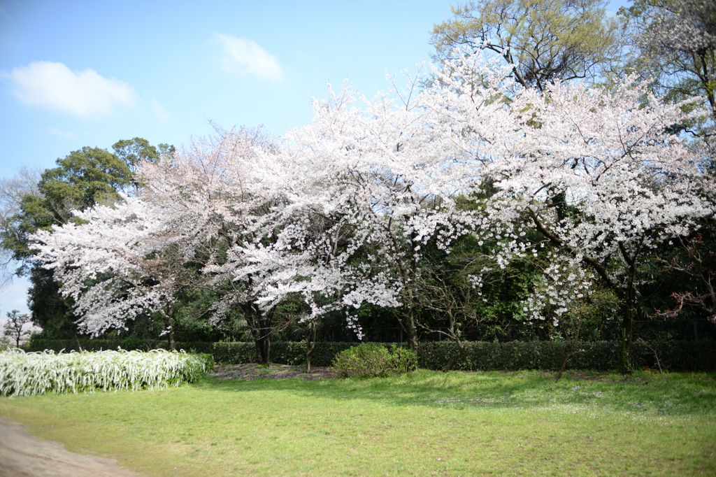 桜