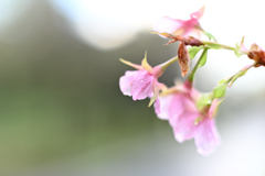 10月桜