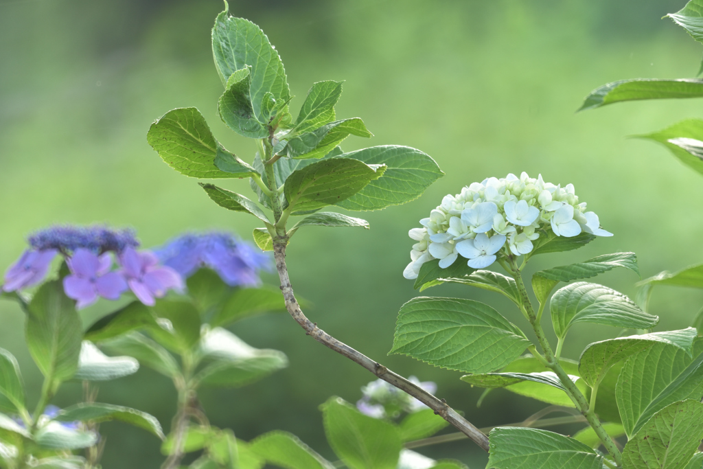 紫陽花