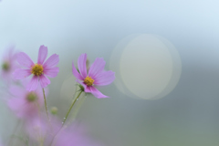 秋桜 2025