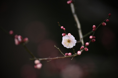 梅