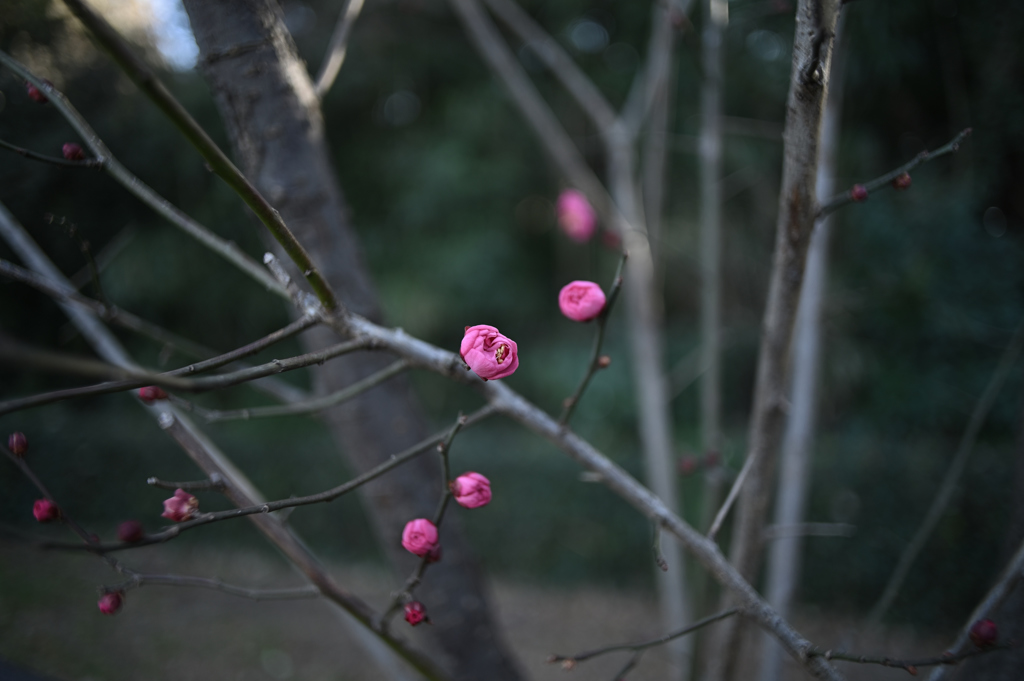 紅梅