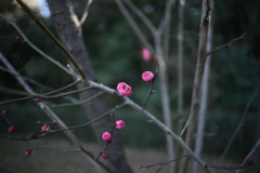 紅梅