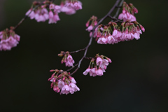 雅桜