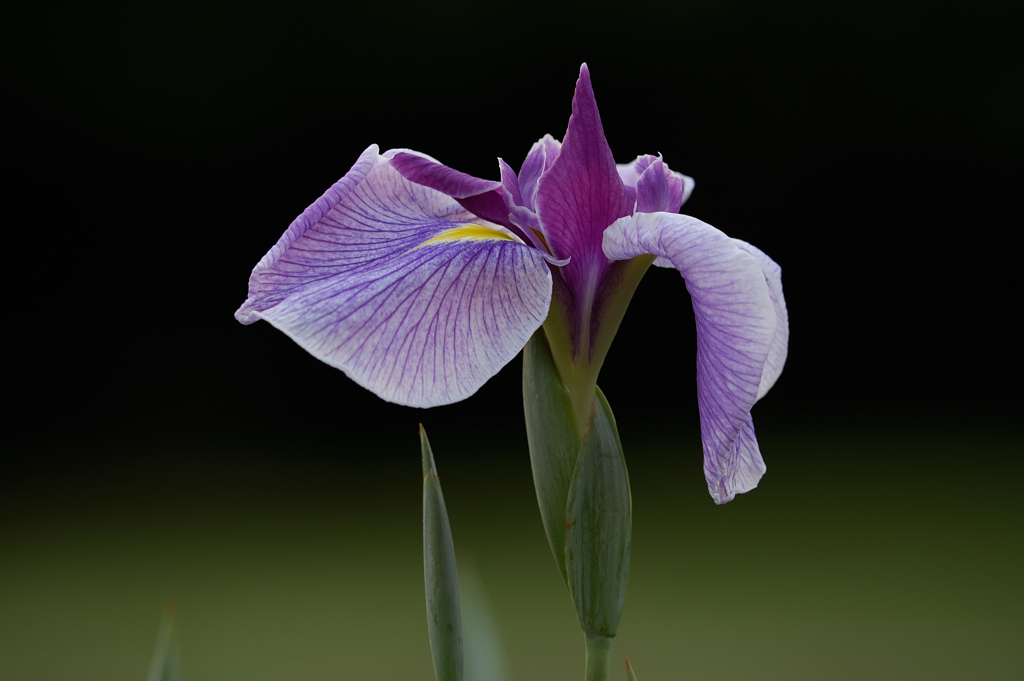 花菖蒲