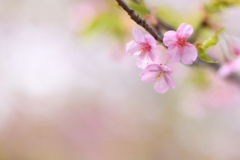 河津桜