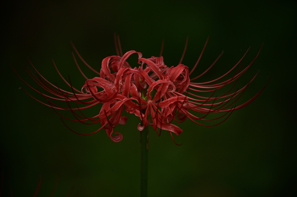 曼珠沙華