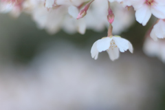 さくら