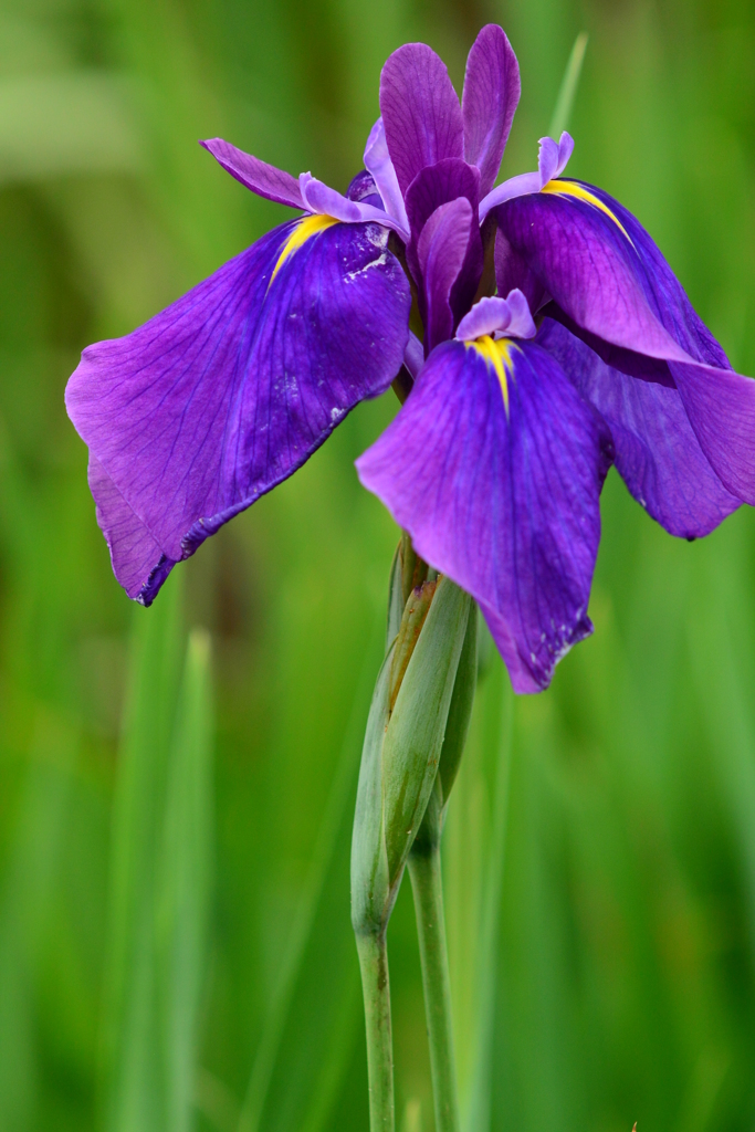 花菖蒲
