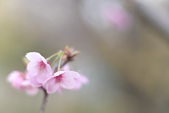 陽光桜