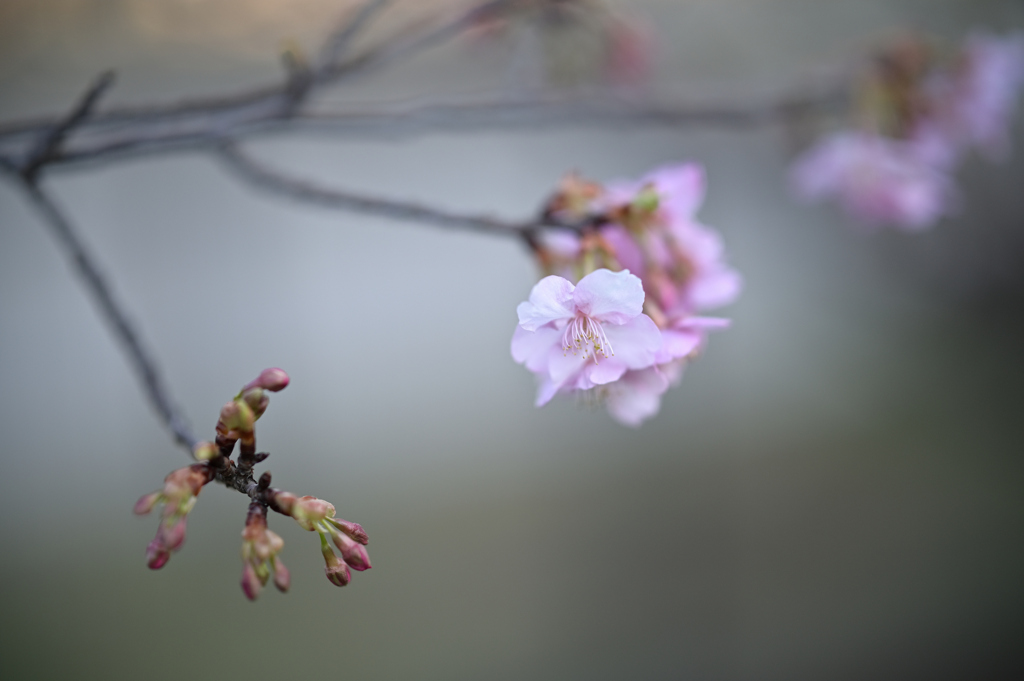 河津桜⑥