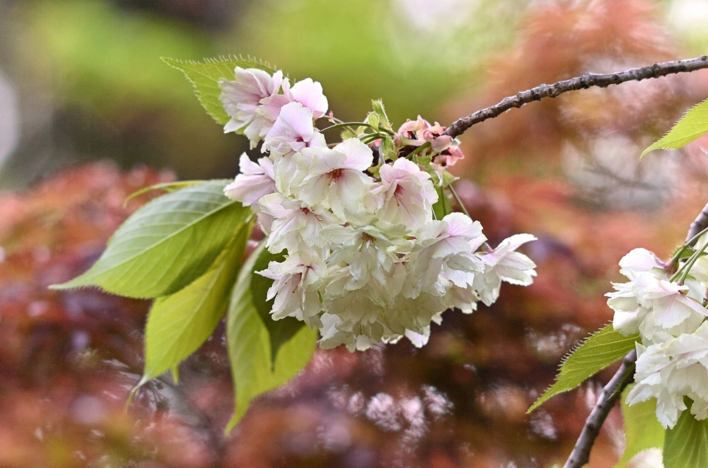 鬱金桜