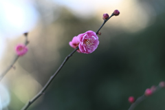 the coming of spring