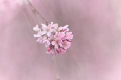 彼岸枝垂桜