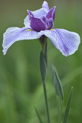 花菖蒲