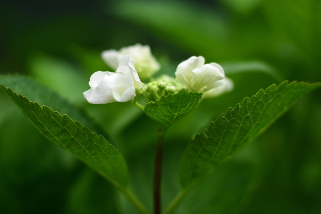 紫陽花