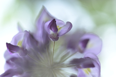 藤の花