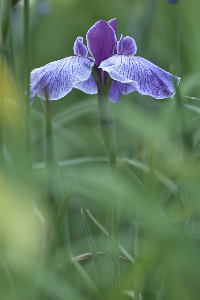花菖蒲 2025