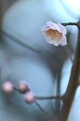 白梅