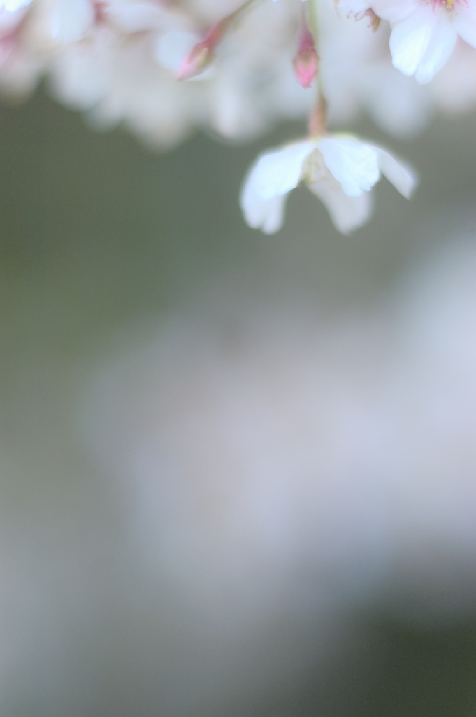 さくら