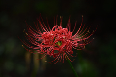 曼珠沙華