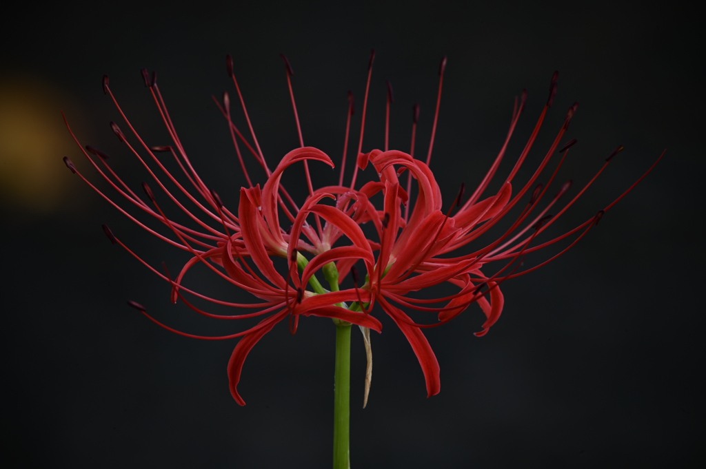 曼珠沙華