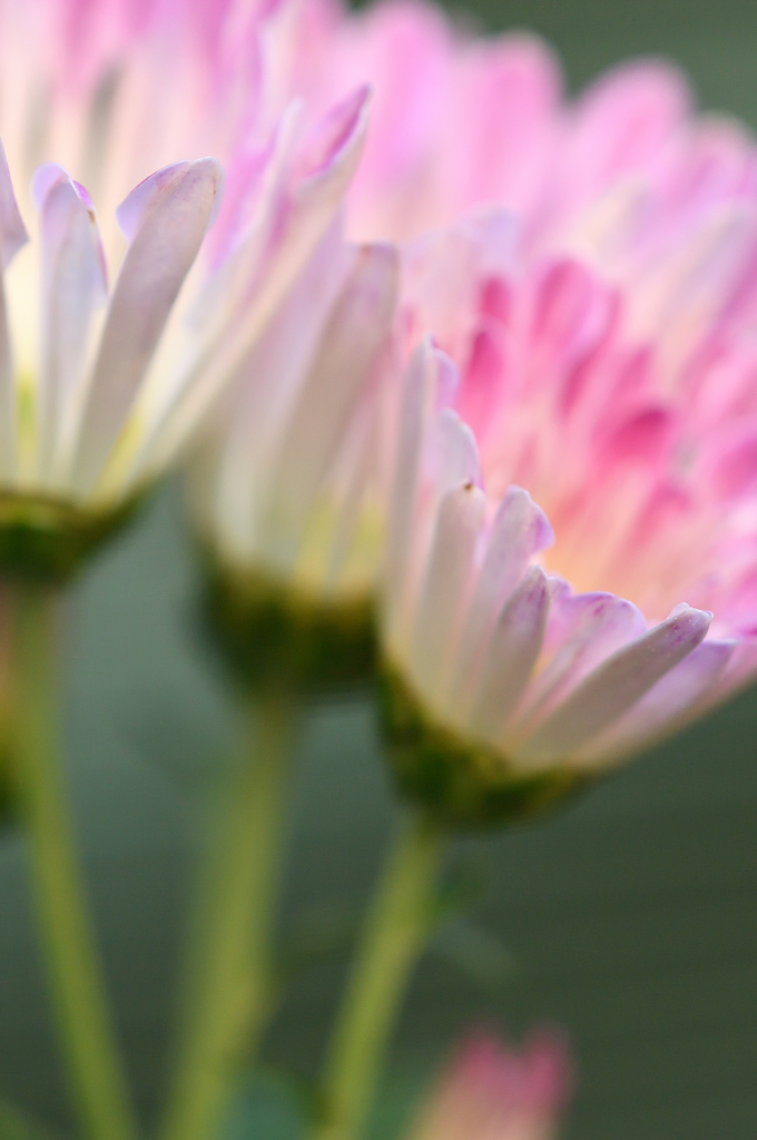 菊