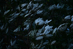 winds